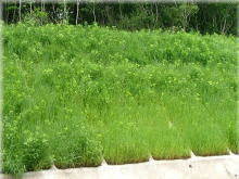 SG�t���[���H�@